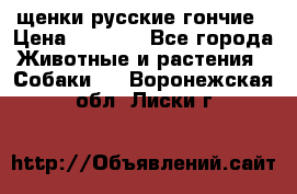 щенки русские гончие › Цена ­ 4 000 - Все города Животные и растения » Собаки   . Воронежская обл.,Лиски г.